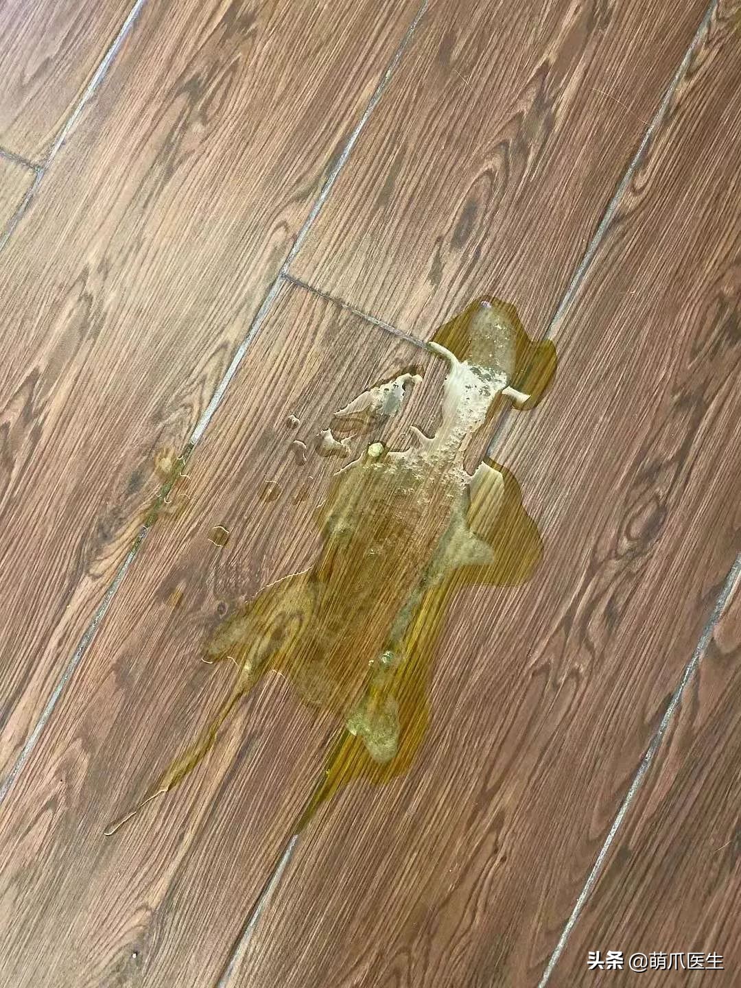 go猫粮翻车了怎么处理,猫吃猫粮死了