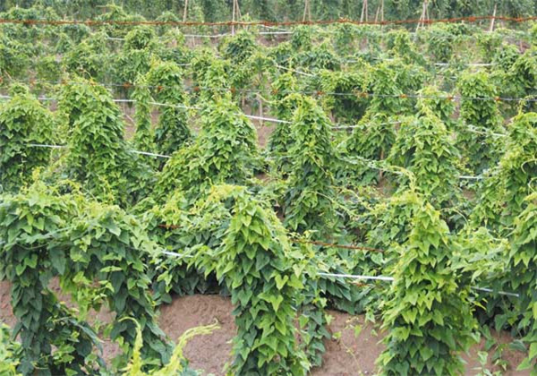 云南楚雄紫溪山山药栽培技术,山药塑料管立式栽培技术图片