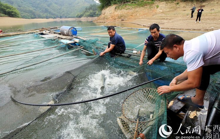 贫困户养鱼脱贫致富,村书记带领稻田养鱼致富增收