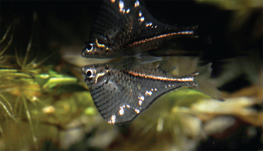 冷门高端观赏鱼有哪些鱼,比较好养的冷门观赏鱼小鱼