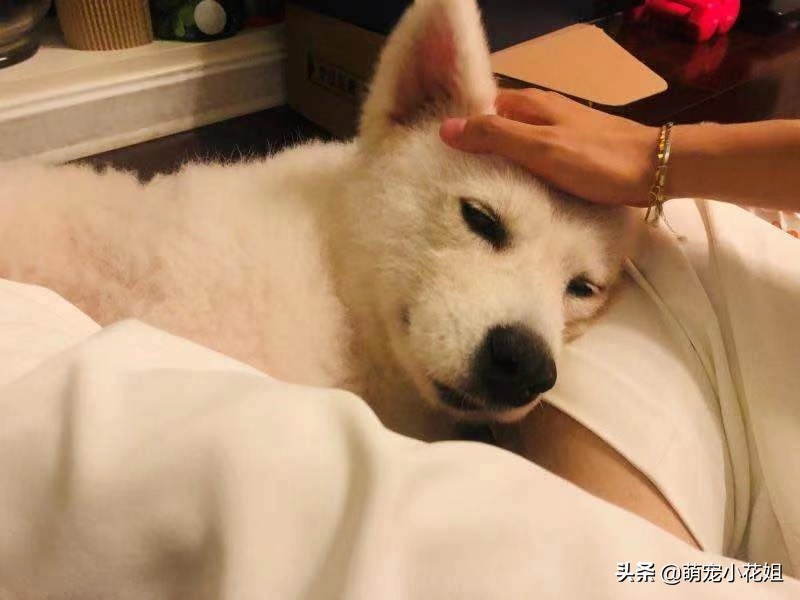 一只萨摩犬被遗弃怎么办,狠心主人遗弃狗狗