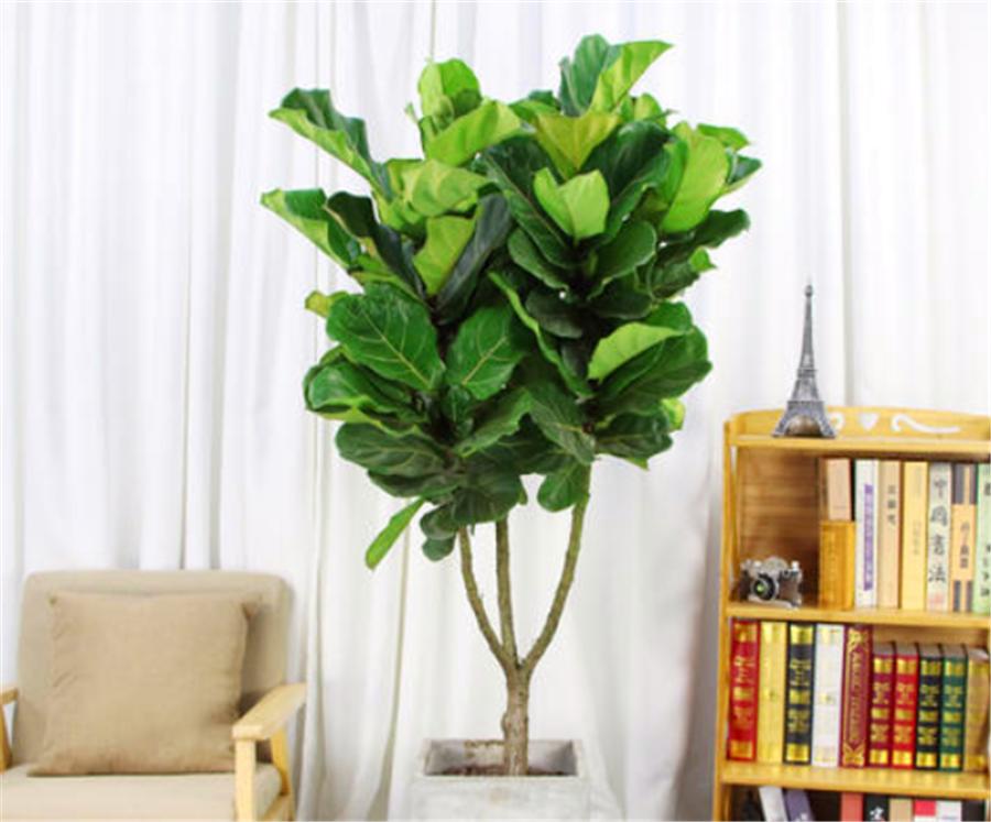 琴叶榕怎么打顶分枝,琴叶榕长多高砍头最好