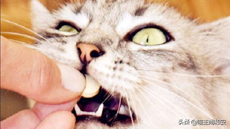 猫咪自发性膀胱炎怎么避免,为什么公猫容易自发性膀胱炎