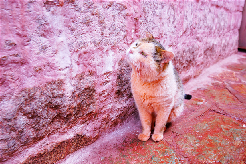 西藏秘境旅游,西藏秘境视频大全