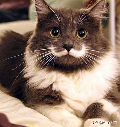 猫胡须的资料,猫胡子的10个小秘密