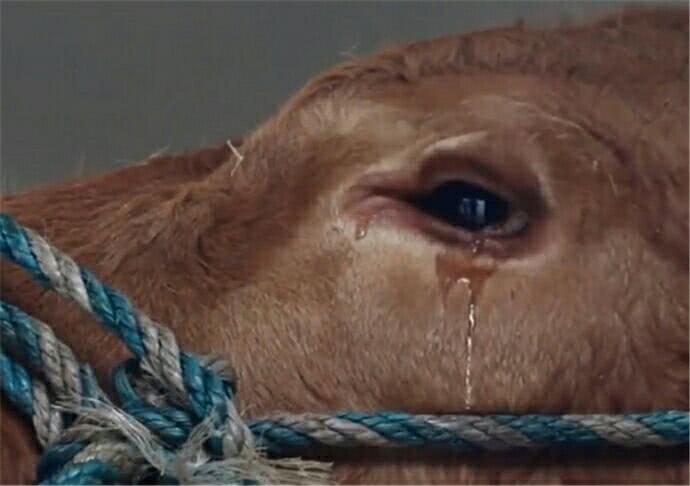 老黄牛被卖狗狗含泪送别,老黄牛被卖狗狗哭了