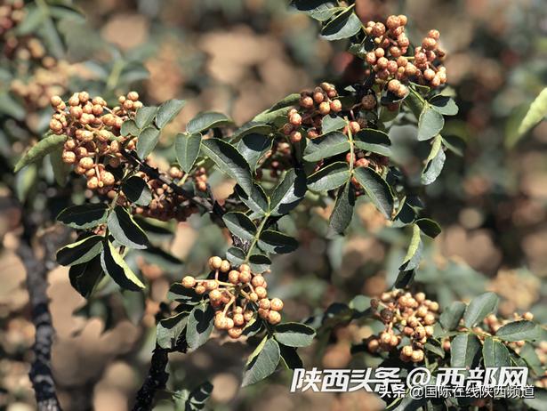 记者再走长征路固原,记者再走长征路演出