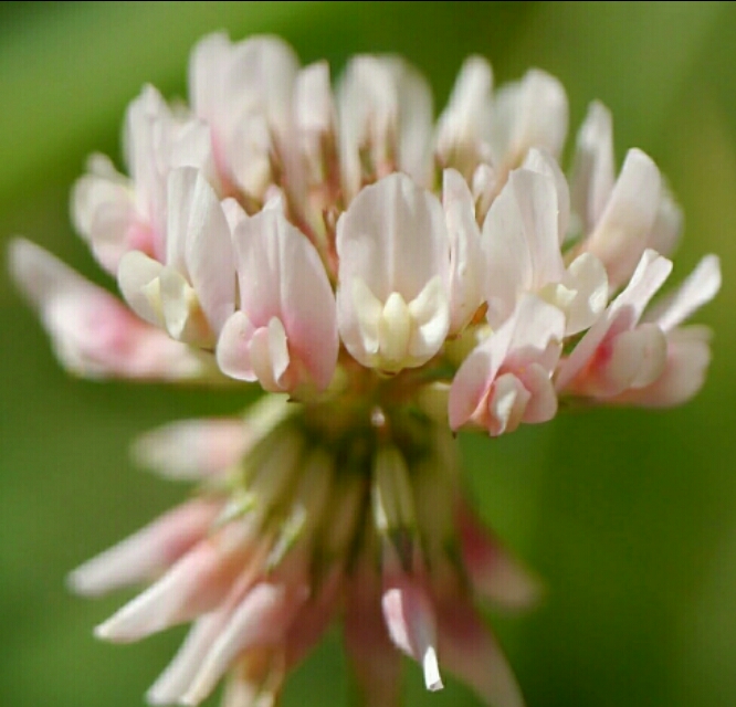 植物图鉴素材图,植物图鉴紫罗兰