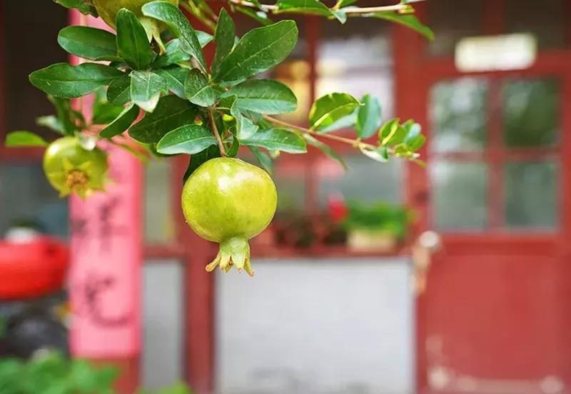 胡同里的日常生活,胡同里的北京生活