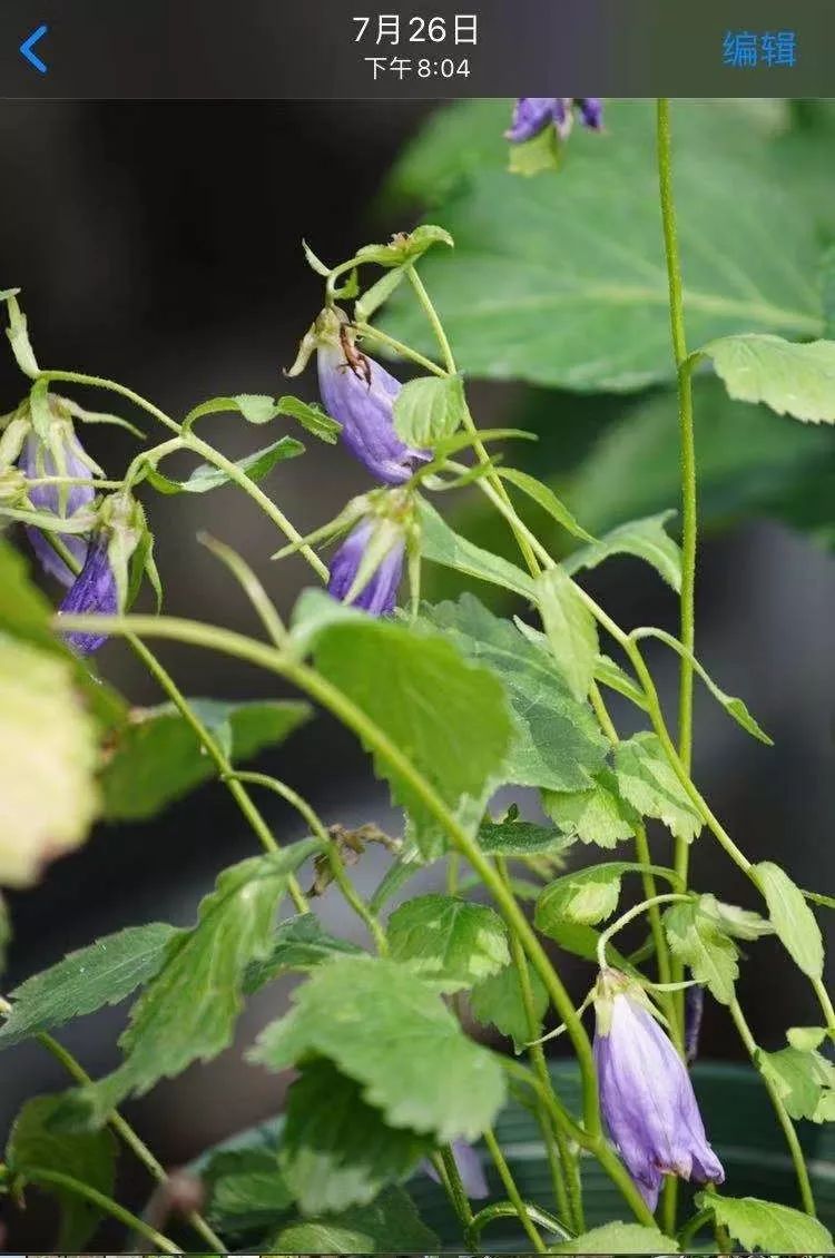 风铃草适合几月种,日本风铃耐寒温度是多少