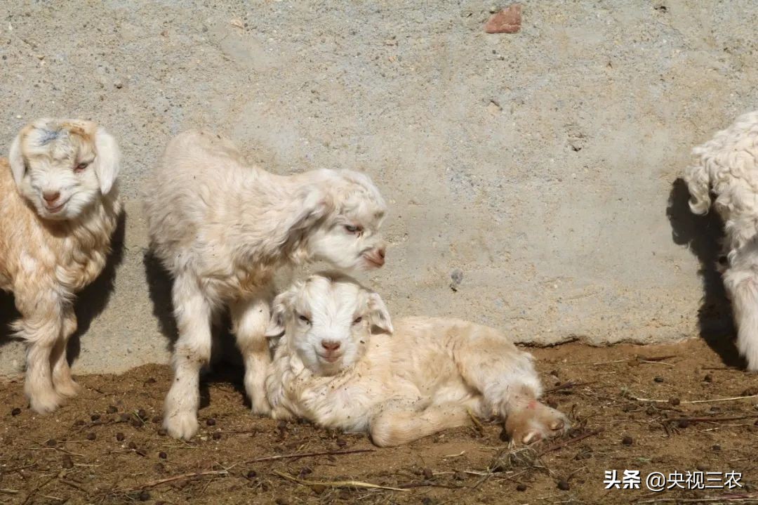 接春的时候应该说什么,接春羔的时候图片