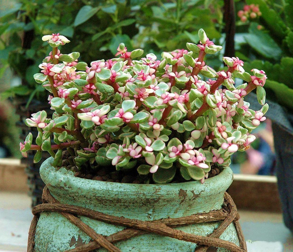 金枝玉叶怎么养能变成老桩,金枝玉叶叶片小好还是大好