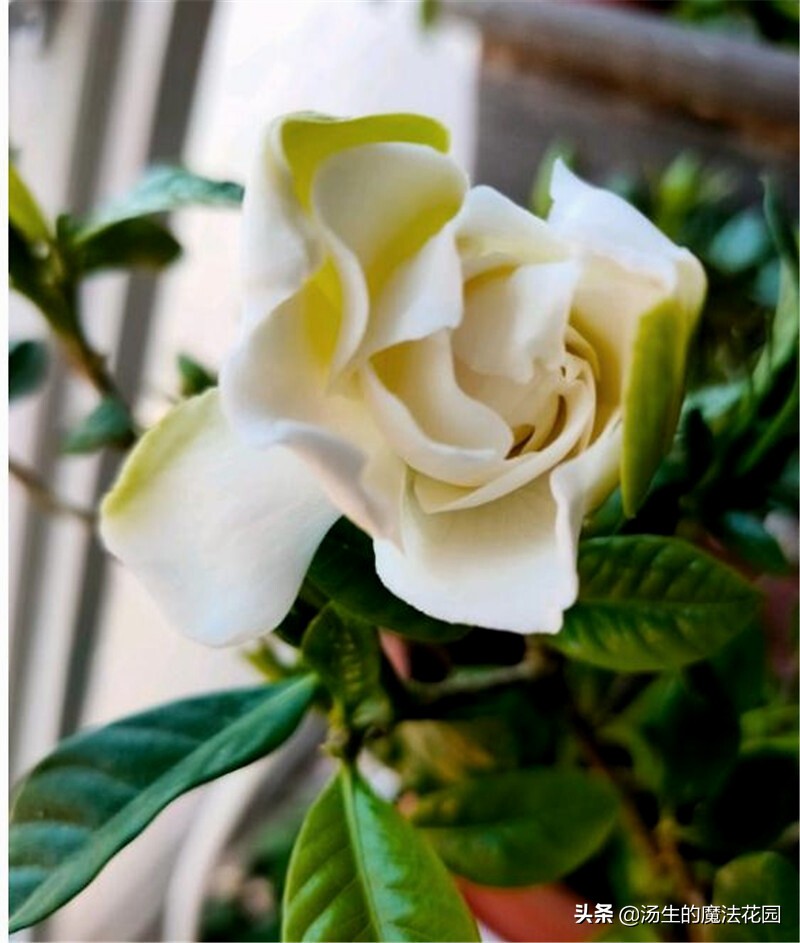 三招让你开爆花,栀子花如何快速爆花