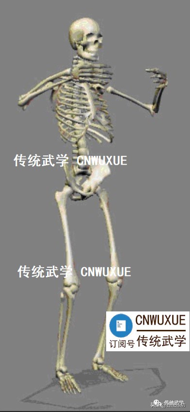 站桩时手可以上下活动吗,站桩时身体会随着呼吸上下起伏