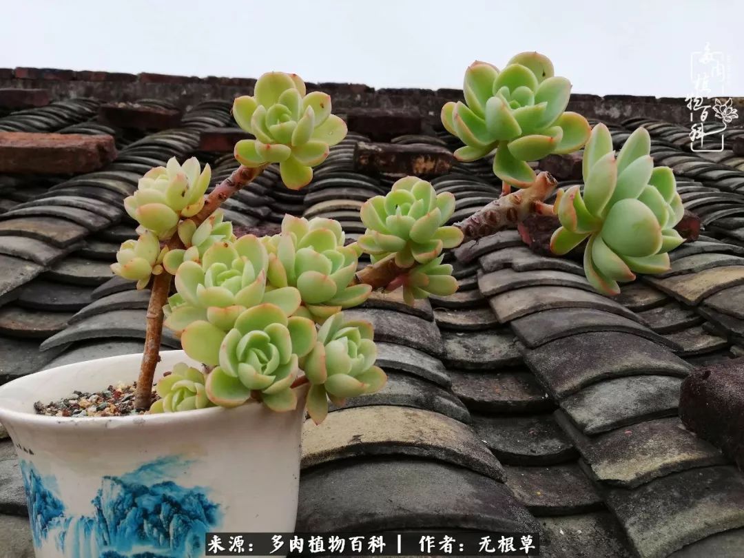 多肉寒冬中茁壮成长,多肉岁月的沉淀
