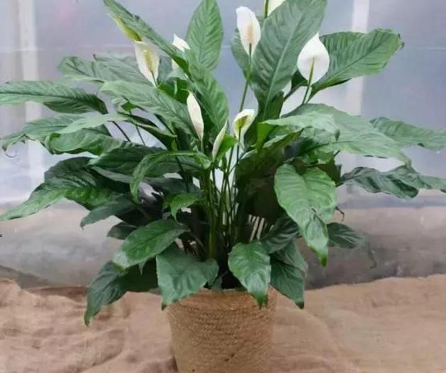 一帆风顺怎么才能开出大的花朵,一帆风顺怎么开出白花