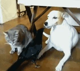 搞笑gif第八期,搞笑gif第三弹