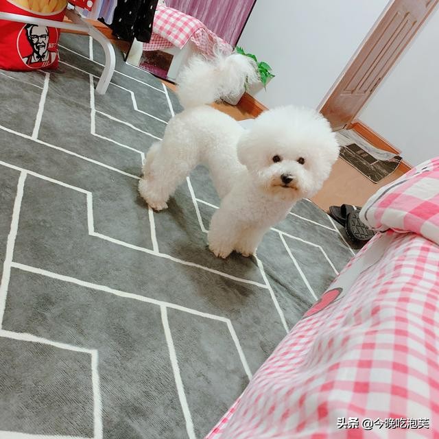 狗狗没有食欲怎样做可以吃,狗狗突然肠鸣音很大没有食欲