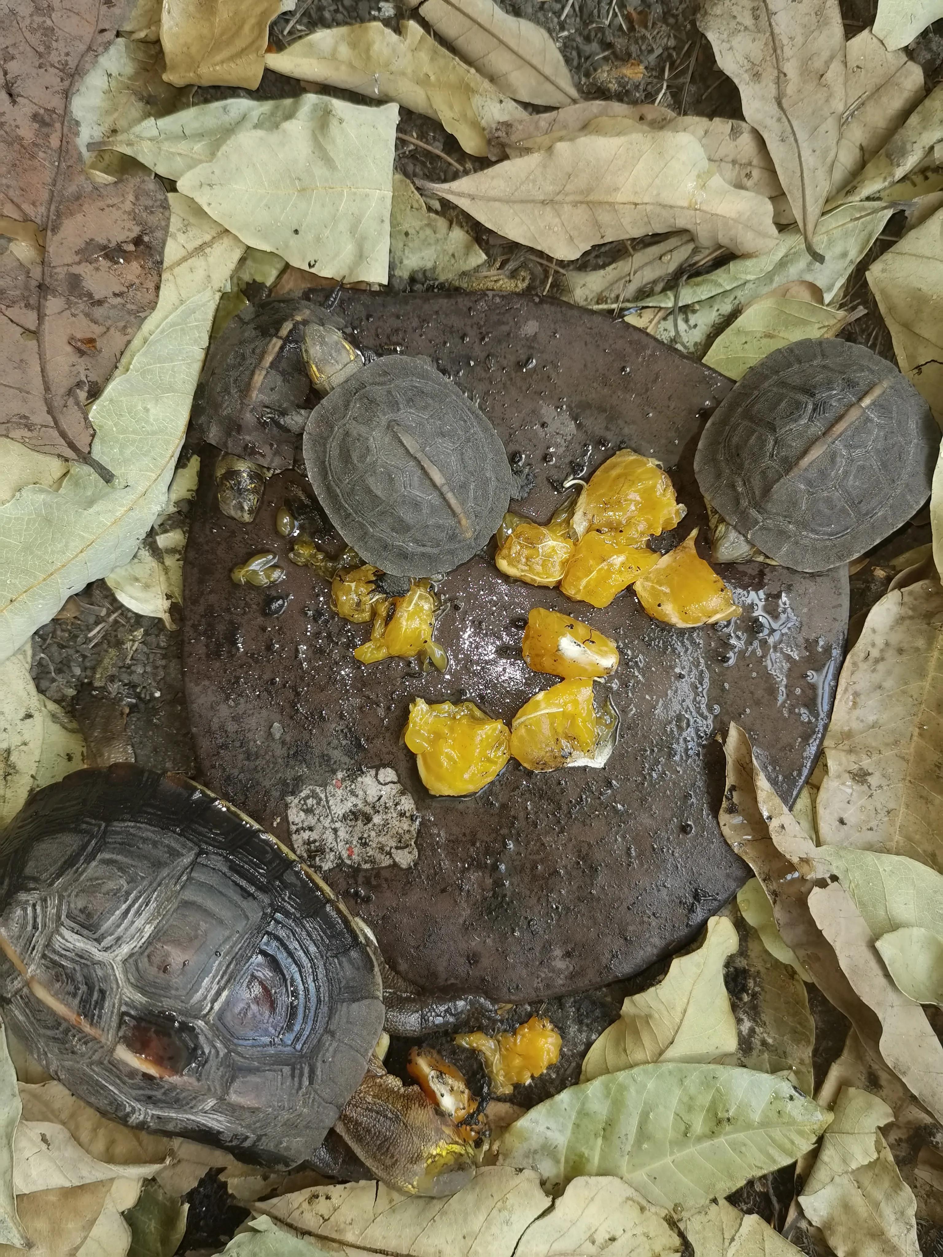 8cm的龟和2cm的龟可以混养吗,看新手养龟和老手养龟有什么区别