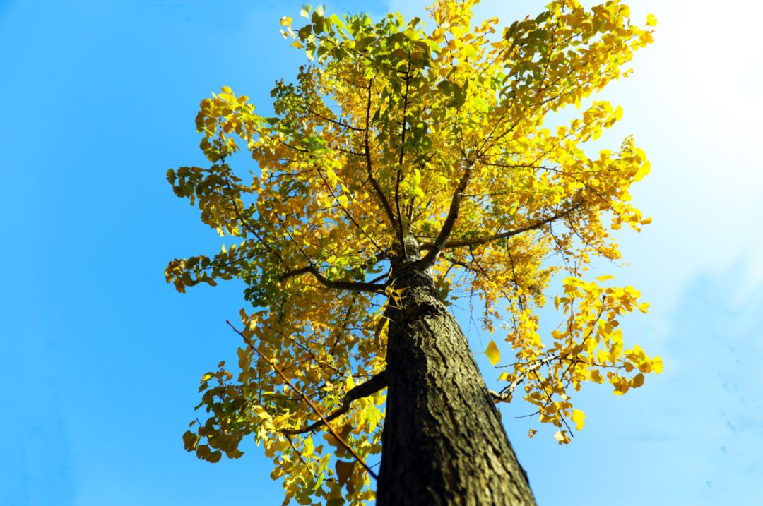 上海银杏叶打卡的地方,上海周边哪里有银杏叶