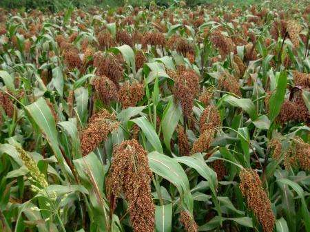 高粱怎么种植成活率高,高粱怎么管理才高产