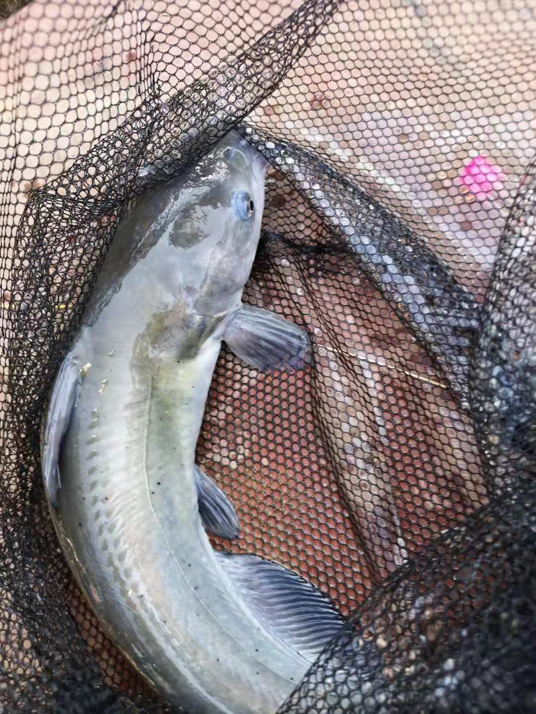 为什么竿稍一掰就断,竿稍特别容易断吗