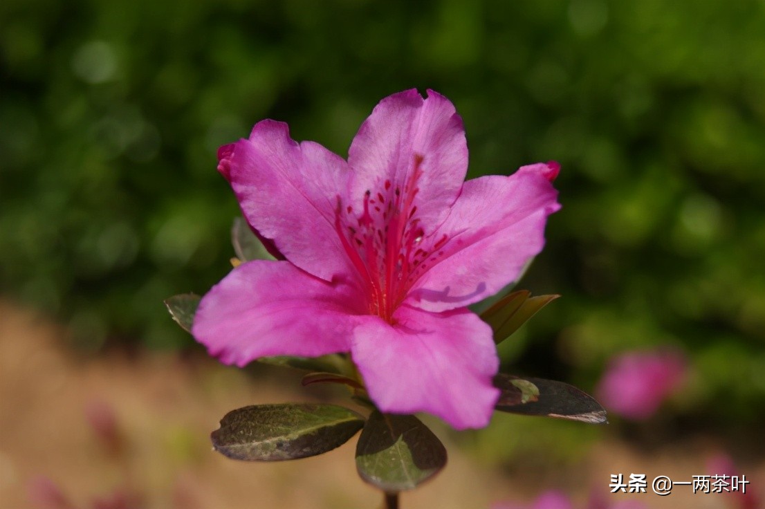 鲁西南方言杂谈-添箱