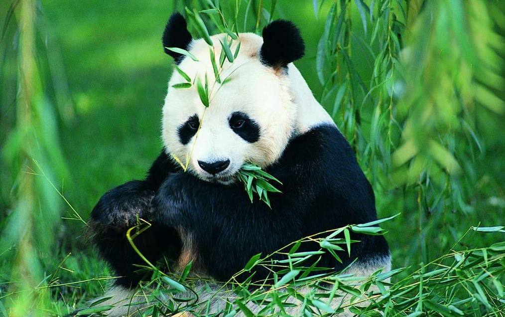 为何中国的森林少,中国自然风景为什么少