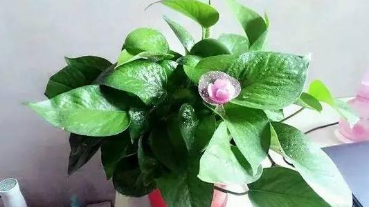 养花土壤结块怎么办,养花怎样避免土壤结块