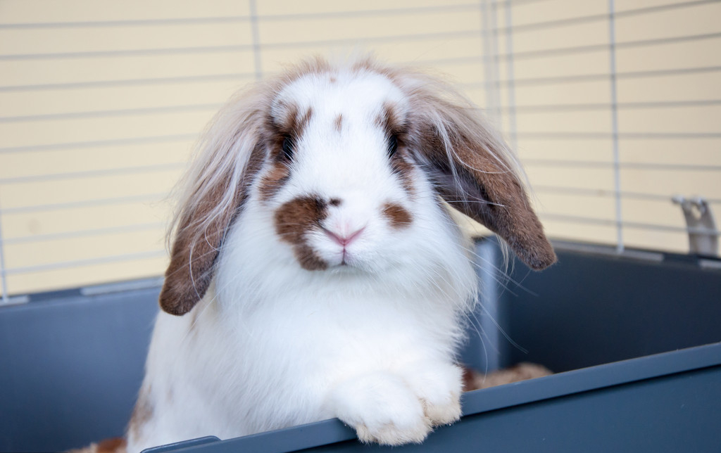 长毛兔养兔技术,长毛兔种兔养殖技术图解