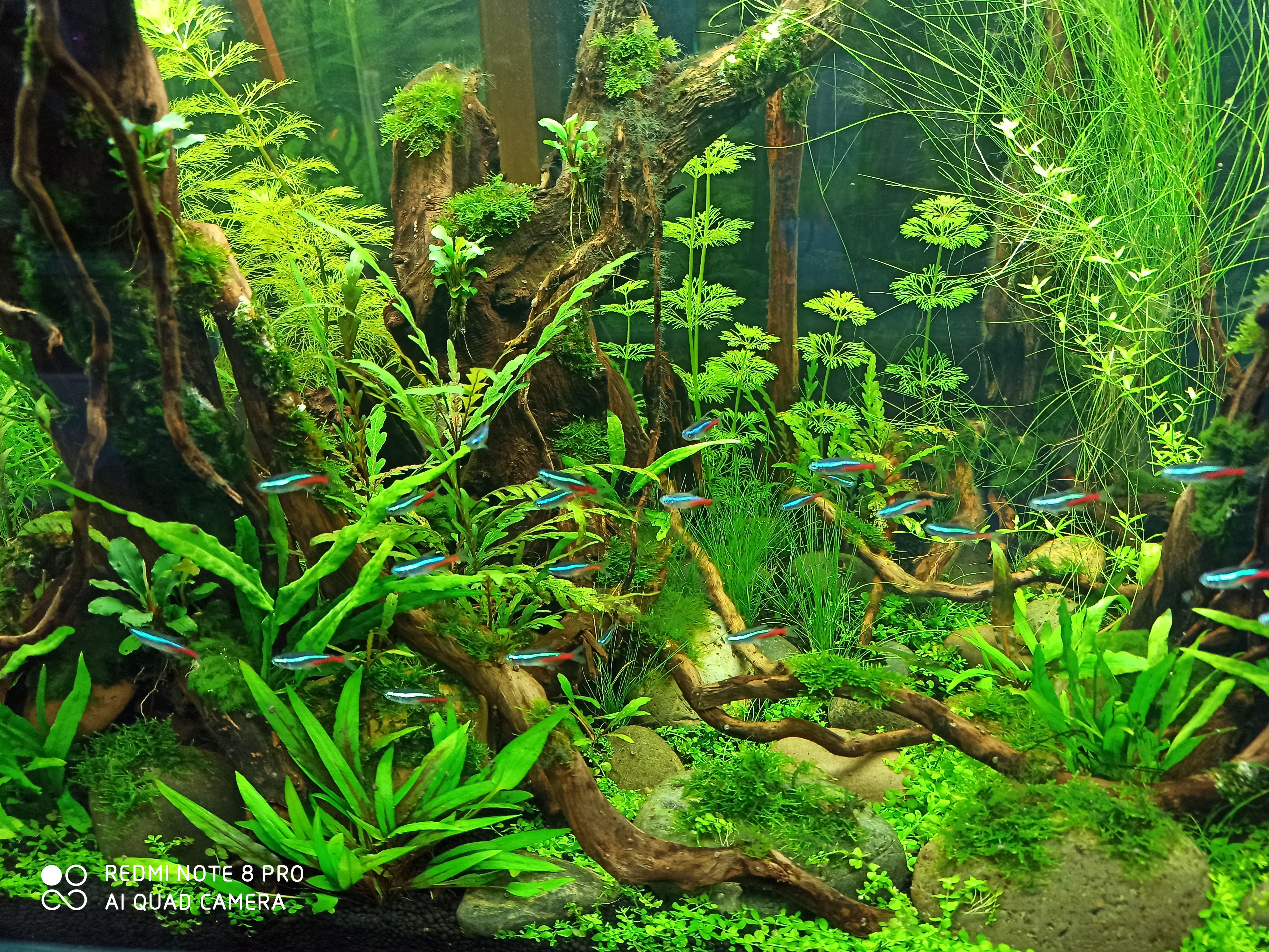 新手玩草缸好吗,想玩草缸怎么选水草