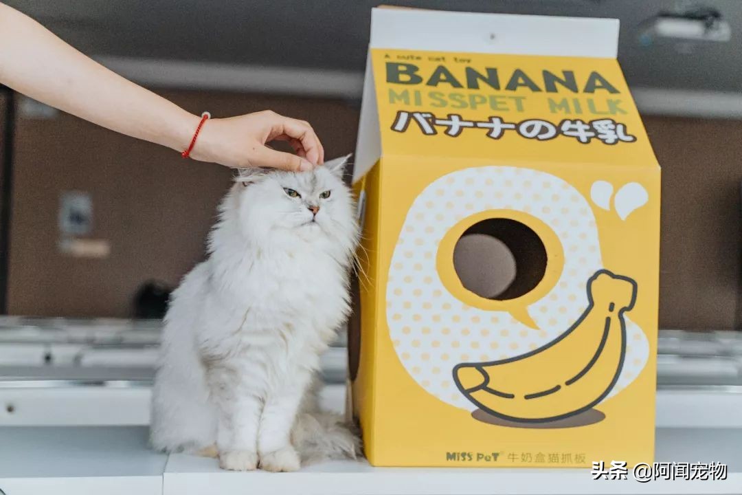 猫咪爱磨脚怎么回事,为啥猫咪爱挠沙发