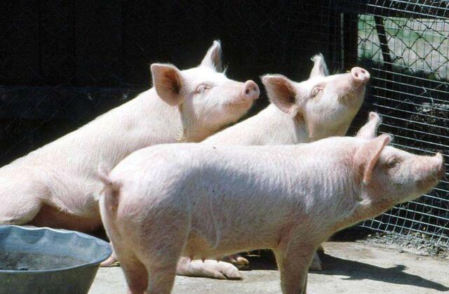 猪瘟是什么症状,养殖技术防治猪瘟疫情视频