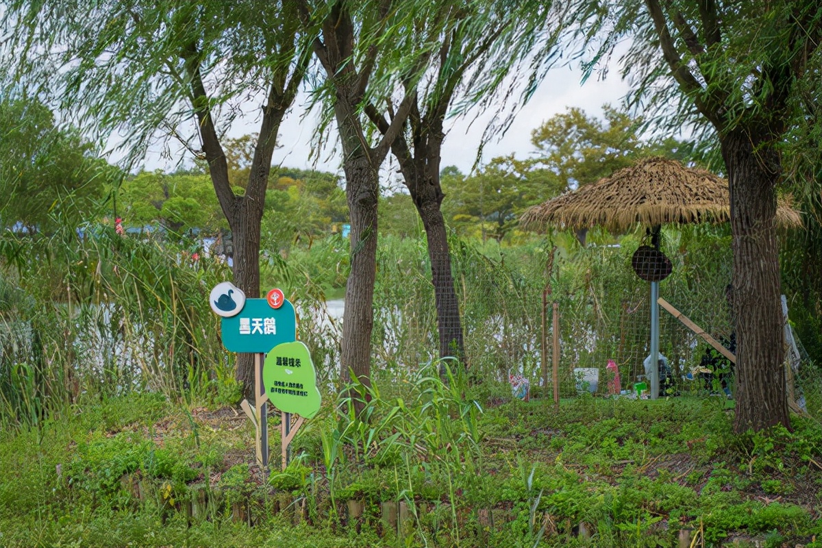 苏州同里古镇亲子游,苏州同里湖二期亲子游