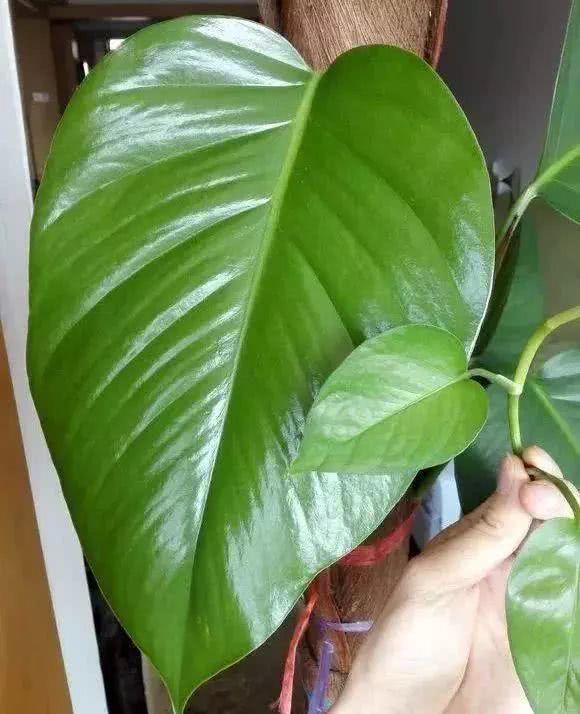 如何养好绿萝叶片又大又绿,养绿萝全靠这几点叶子肥厚不发黄