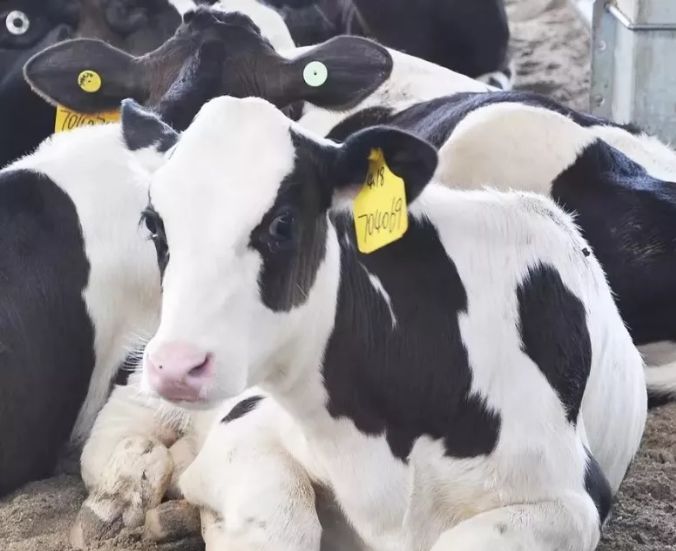 风靡香港79年，连续获得本土牛奶品牌销冠，今天带你解密维记牛奶