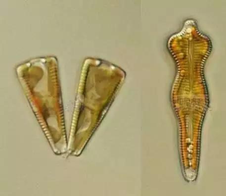 鱼类水产养殖需要哪些藻类,水产养殖显微镜下各种藻类