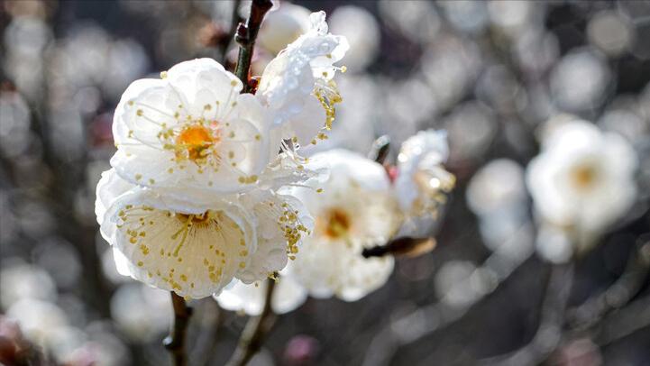 墨梅这首诗写了王冕怎样的品格,墨梅王冕古诗表达了怎样的志趣