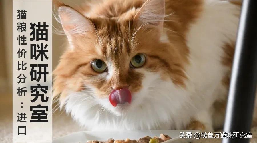 性价比最高的猫粮是什么粮,进口粮性价比最高的猫粮