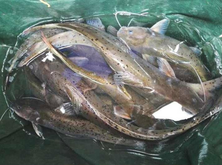 湖北斑点叉尾鮰养殖,斑点叉尾鮰工厂化高密度养殖