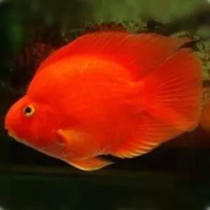 财神鱼哪种比较漂亮,起头财神鱼