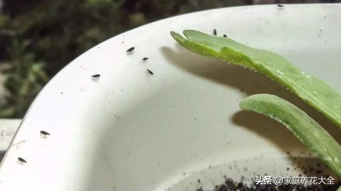 养花土有小黑飞有什么好办法去除,养花小黑飞