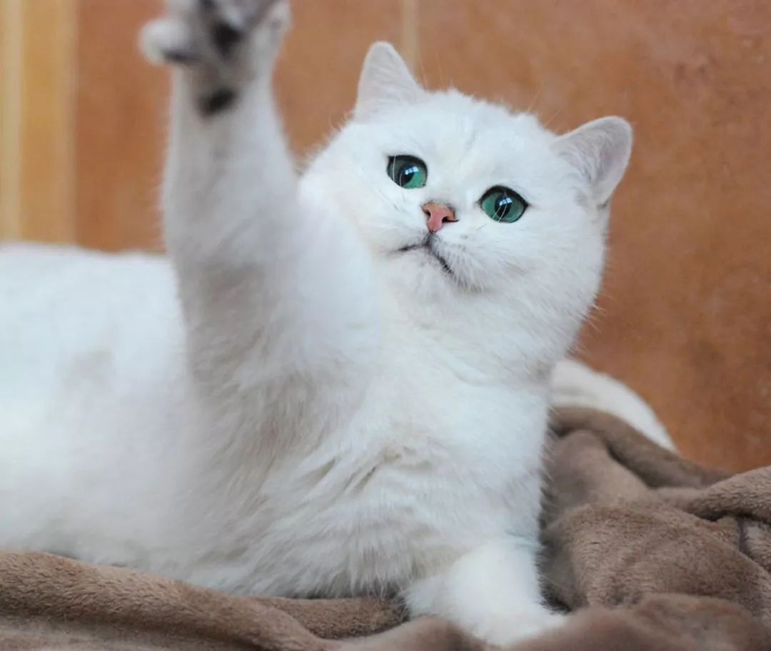 英短和英短矮脚猫的区别,梦到憨厚呆萌的大脸猫