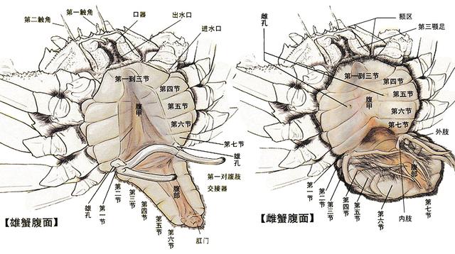 关于螃蟹的科普知识点,螃蟹的种类知识