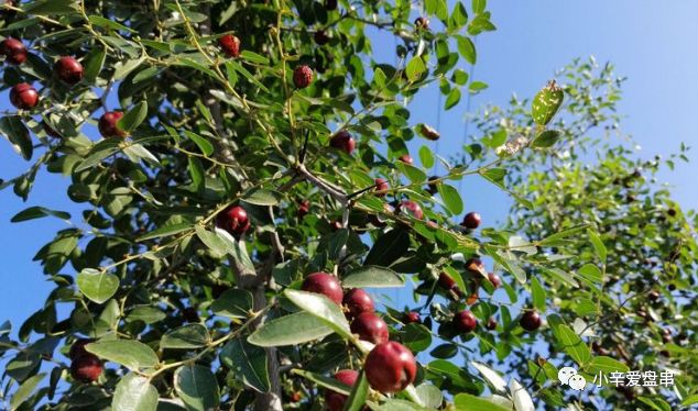 凭啥说我是假凤眼？——请叫我酸枣核