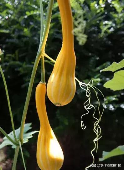 神奇砍瓜吃法视频,神奇砍瓜视频完整版