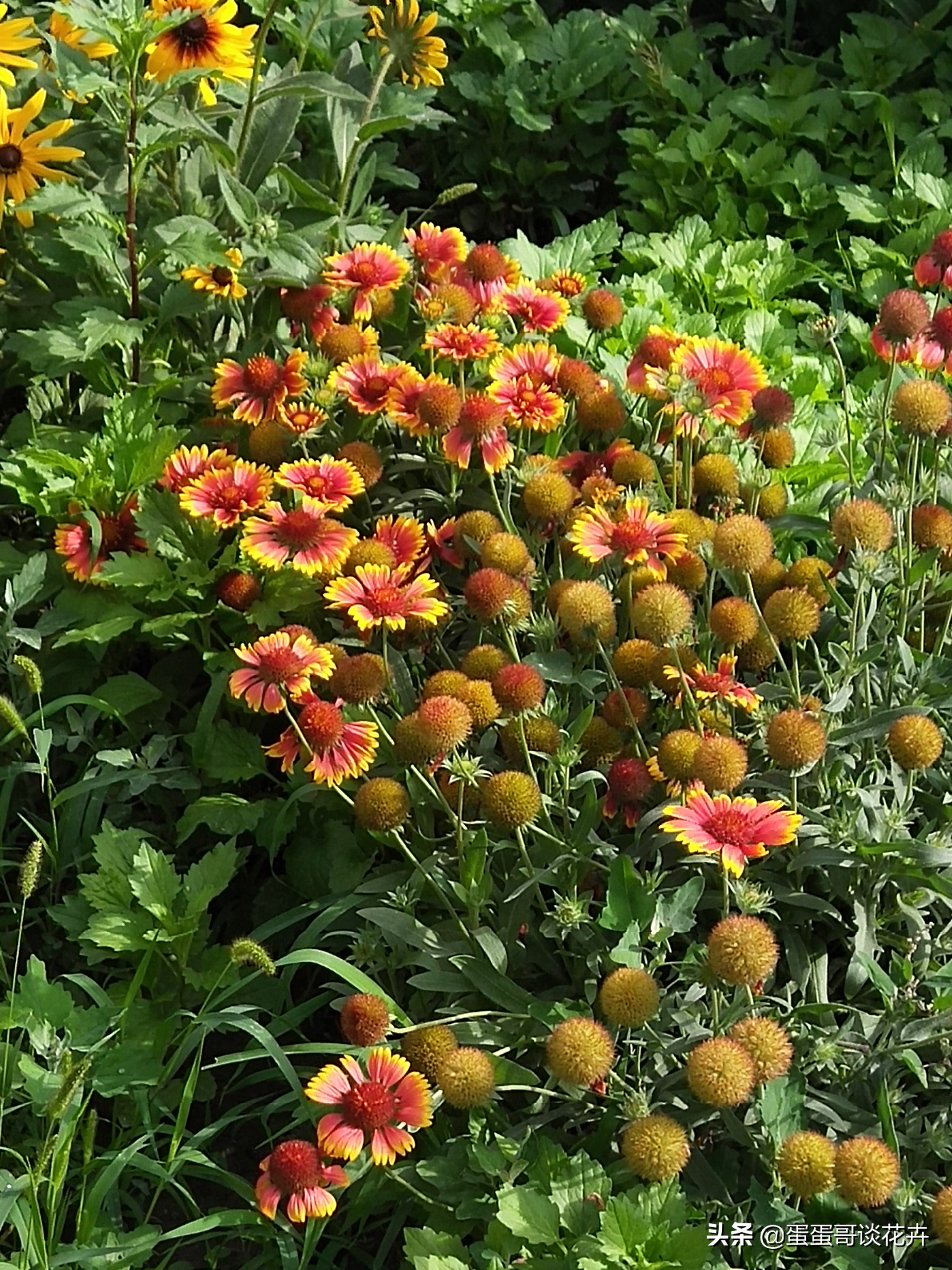 阳台小花园适合养什么绿植,夏季庭院花卉蓝目菊