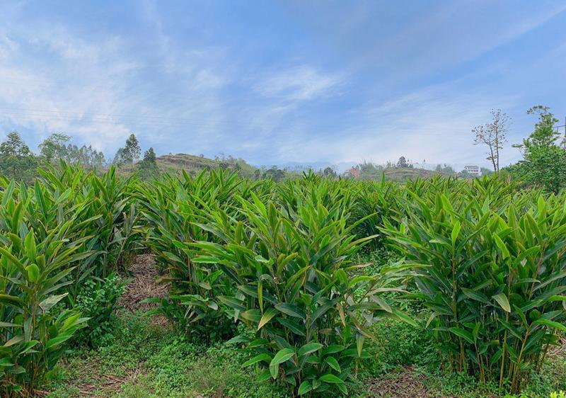 四川省南溪县城,四川南溪风景区