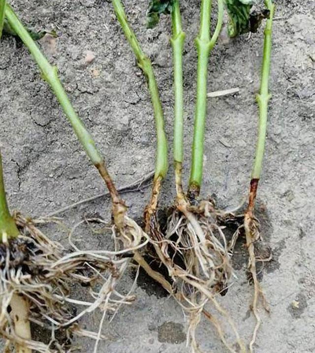 杈ｆ鐑傛牴鏋鎬庝箞鏁戞不,杈ｆ鏋鐑傛牴