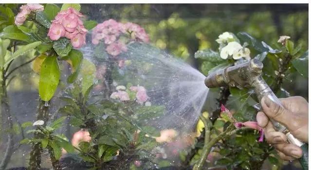 什么花浇点水就不蔫了,这8种花你不要乱浇水